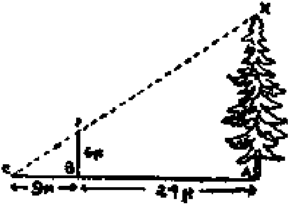 Diagrama de un árbol, un bordón vertical y la línea de la vista desde el suelo hasta la copa