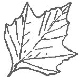 Una hoja de sicomoro