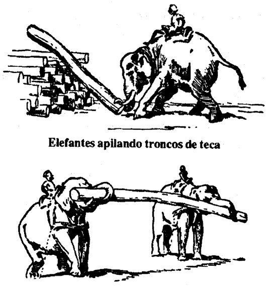 Dos escenas de elefantes con sus conductores: uno empuja troncos hacia una pila y otros dos cargan juntos un tronco largo