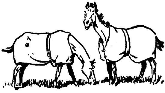 Dos caballos con mantas en un prado