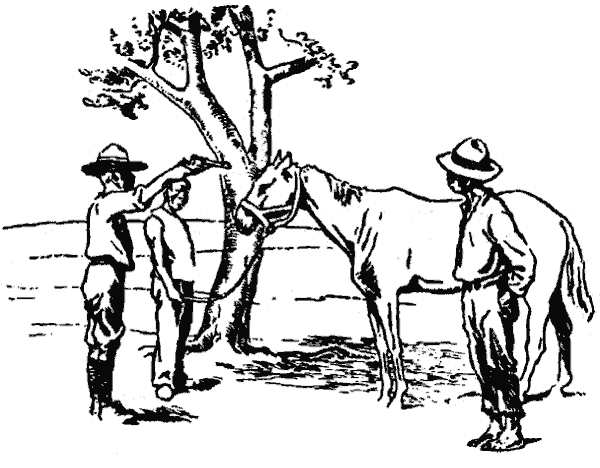 Unos hombres sujetan a un caballo flaco atado a un árbol