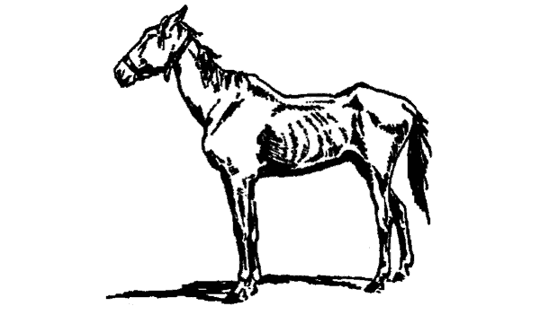 Un caballo flaco y abatido
