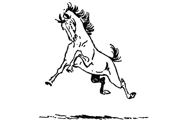 Un caballo lleno de brío corcovea