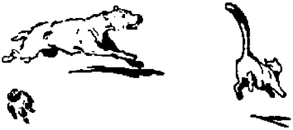 Un perro persigue a una gata, que huye de un salto