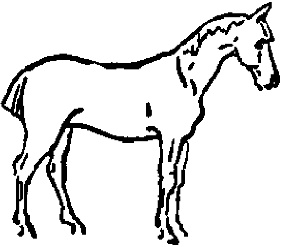 Dibujo bien proporcionado de un caballo