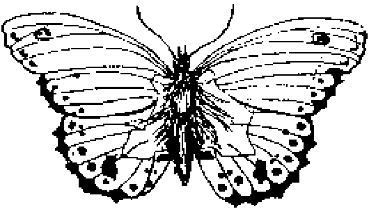 Dibujo de una mariposa con las alas abiertas, cubiertas de venas y manchas