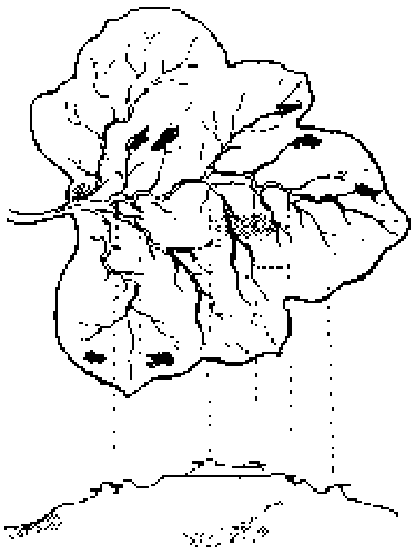 Dibujo de una hoja con sus venas y unas manchas; debajo, unas líneas de puntos la unen con el perfil de una colina