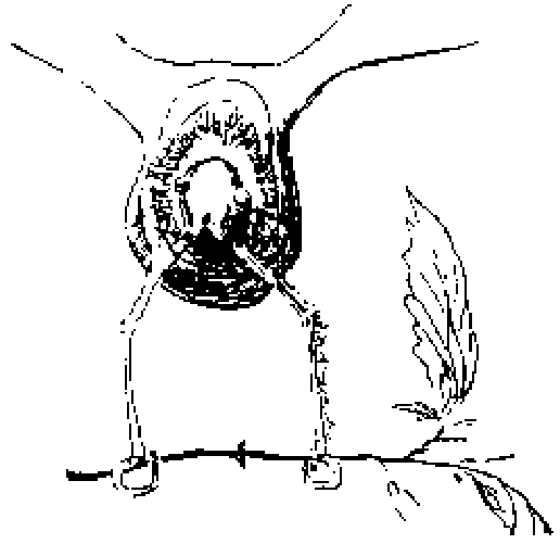 Dibujo de la cabeza de una polilla vista de frente, con los ojos, las antenas y la trompa, junto a una hoja