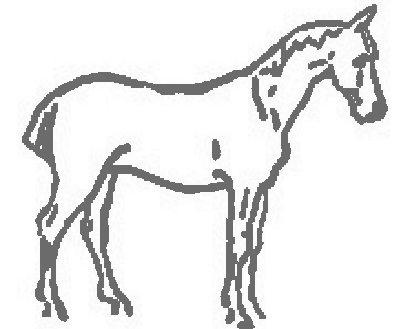 Un caballo bien dibujado, de perfil