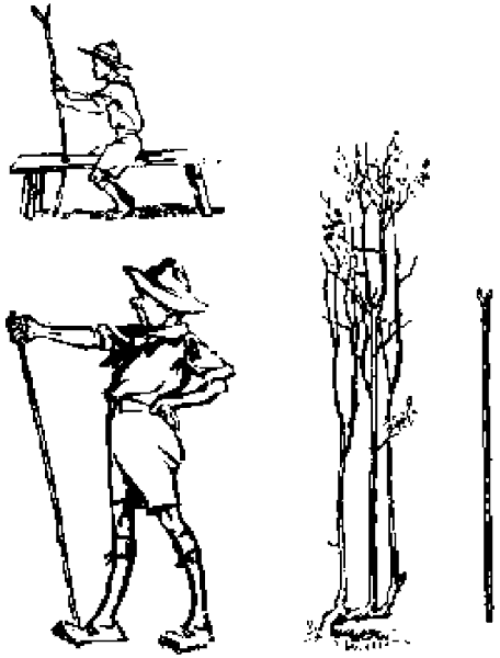 Un scout examina una vara larga junto a un árbol joven y otra vara ya cortada
