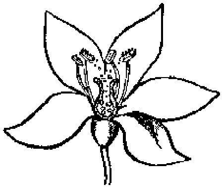 Corte de una flor que muestra el pistilo y los estambres