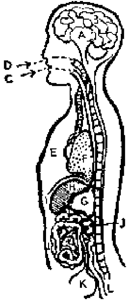 Esquema del cuerpo humano en corte, con los órganos señalados con letras de la A a la L