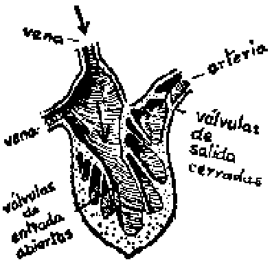 Corte del corazón con las válvulas de entrada abiertas, señaladas la vena y la arteria