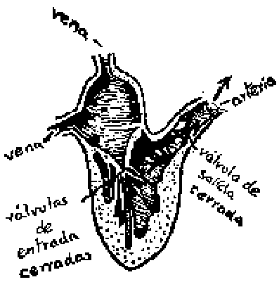 Corte del corazón con las válvulas de entrada cerradas y la sangre saliendo hacia la arteria